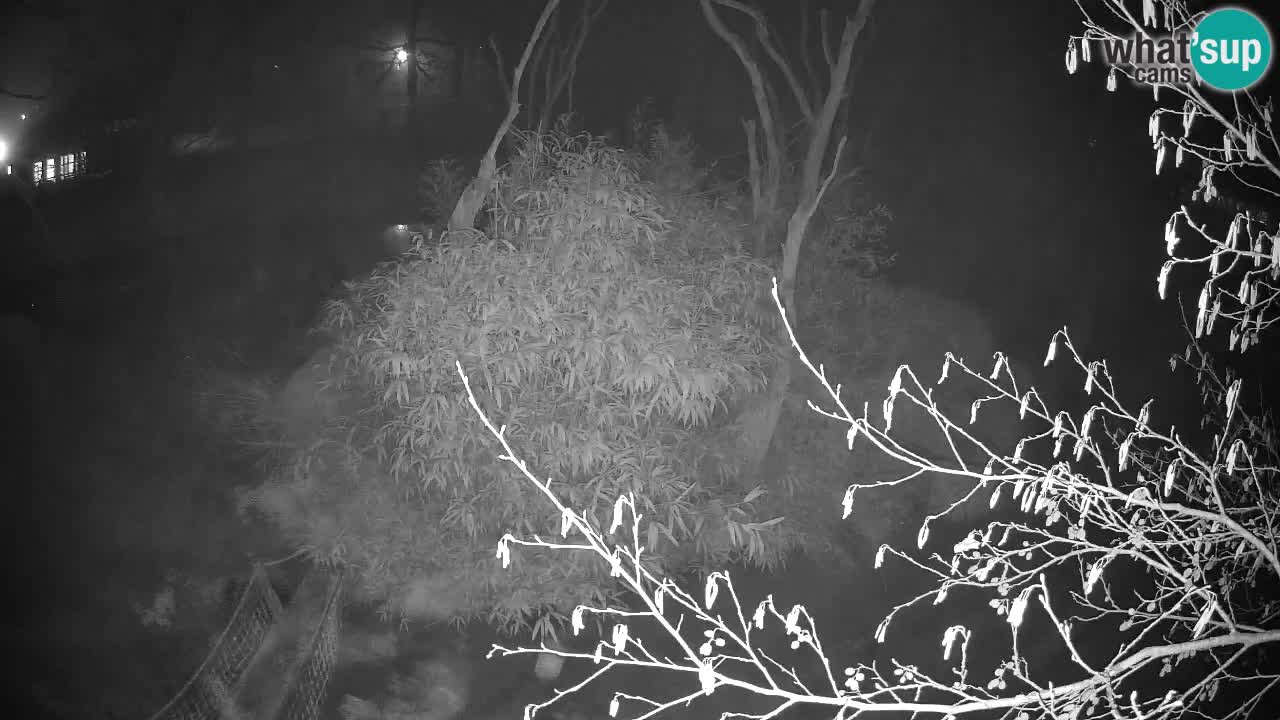 Gibon – Nomascus gabriellae – Zoo Ljubljana web kamera