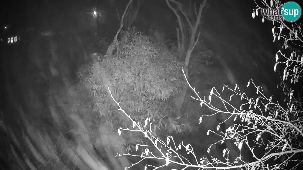 Gibbon à joues jaunes Zoo Ljubljana live cam