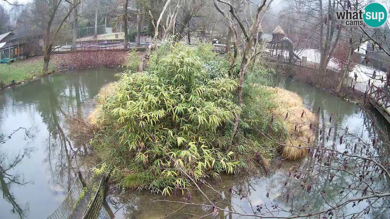 Gibbone dalle guance rosa nello ZOO di Ljubljana