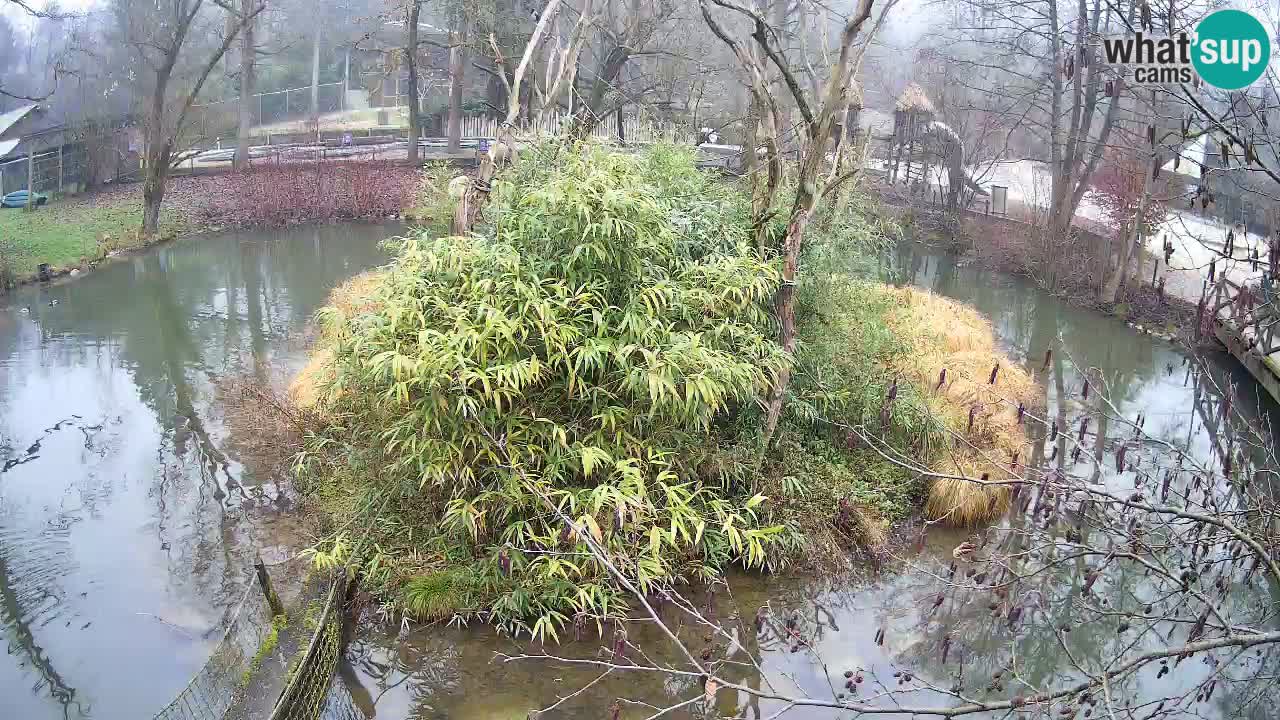 Yellow-cheeked gibbon Zoo Ljubljana livecam