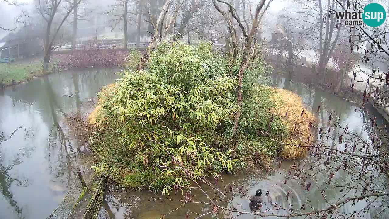 Yellow-cheeked gibbon Zoo Ljubljana livecam