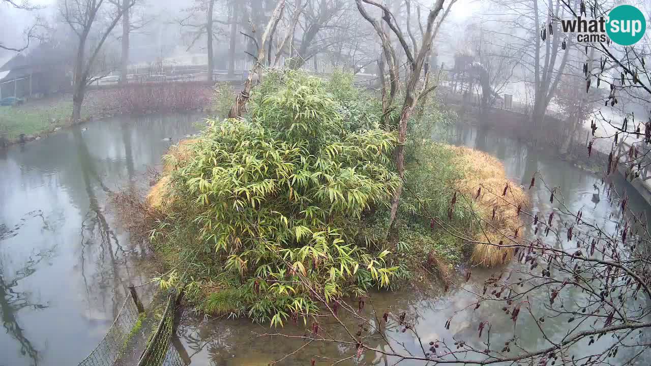Südlicher Gelbwangen-Schopfgibbon Zoo Ljubljana webcam