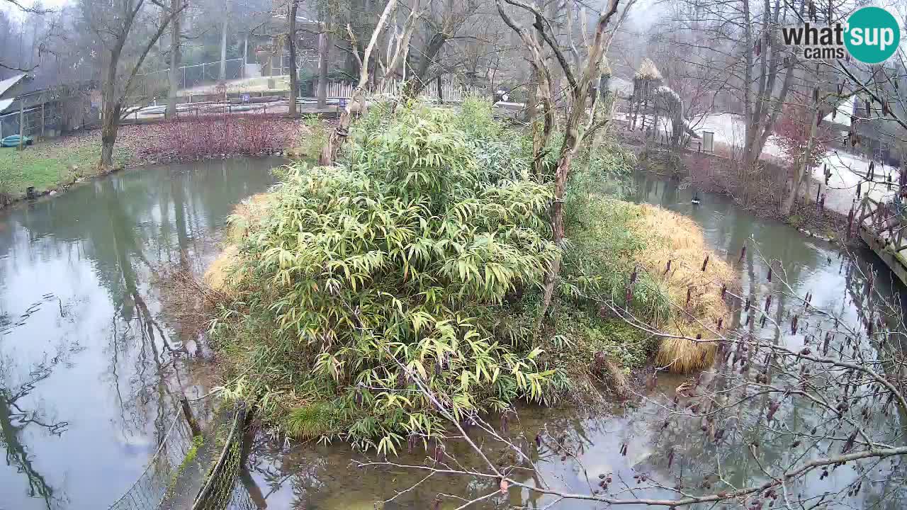 Zlatolični gibon živalski vrt Ljubljana