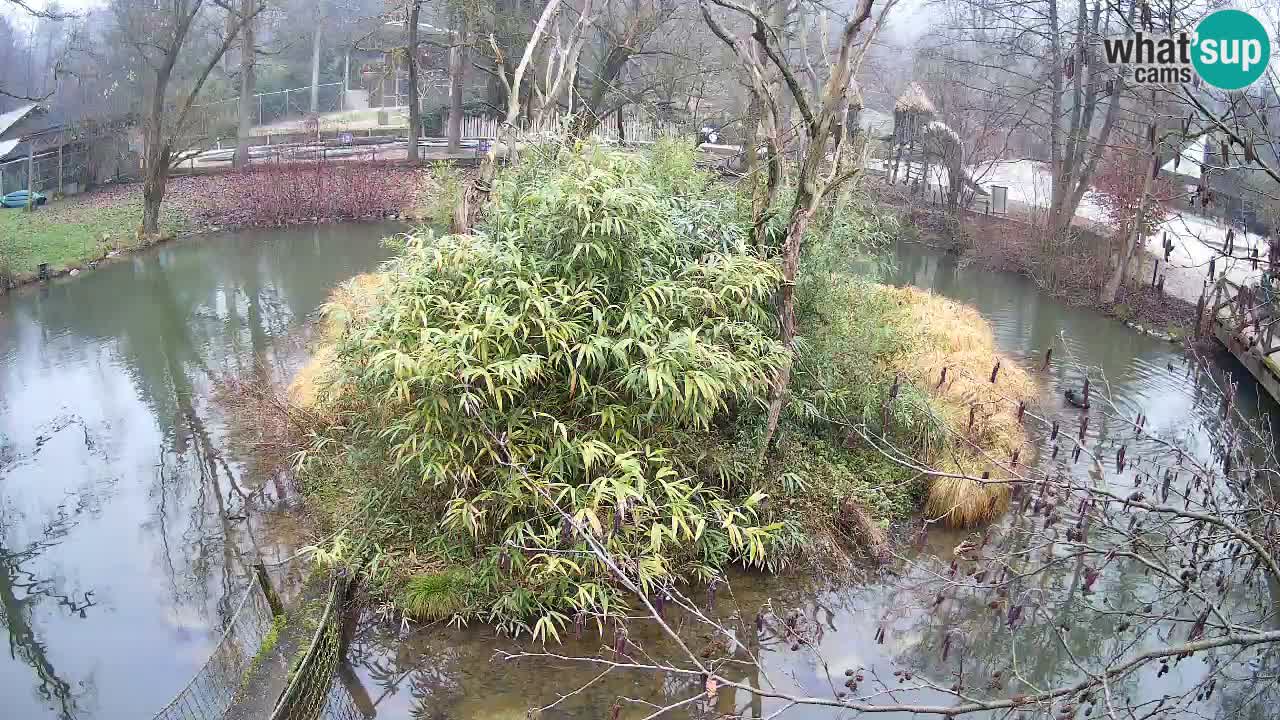 Gibbone dalle guance rosa nello ZOO di Ljubljana
