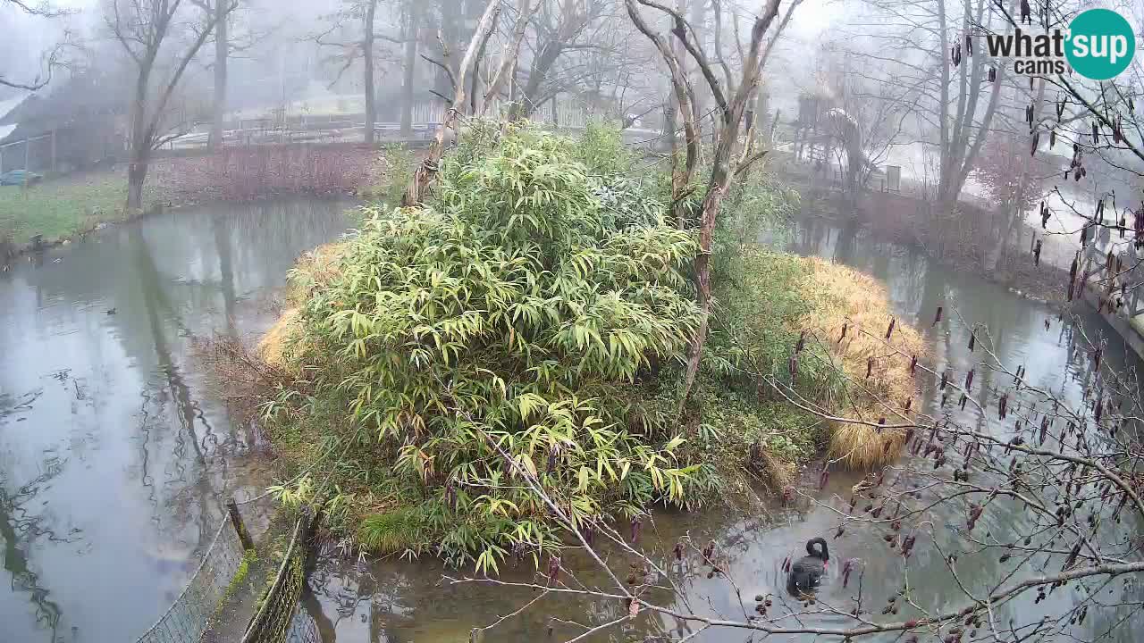 Gibbon à joues jaunes Zoo Ljubljana live cam