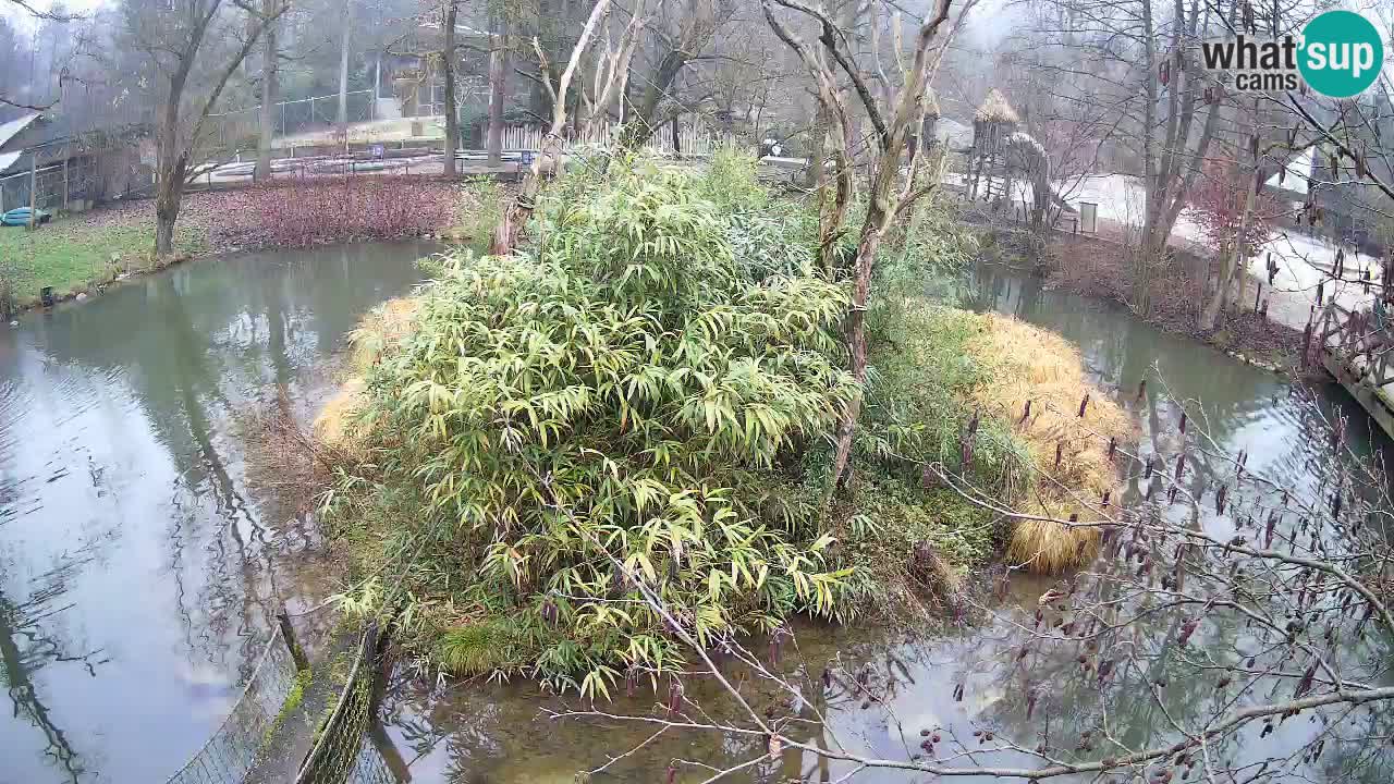 Südlicher Gelbwangen-Schopfgibbon Zoo Ljubljana webcam