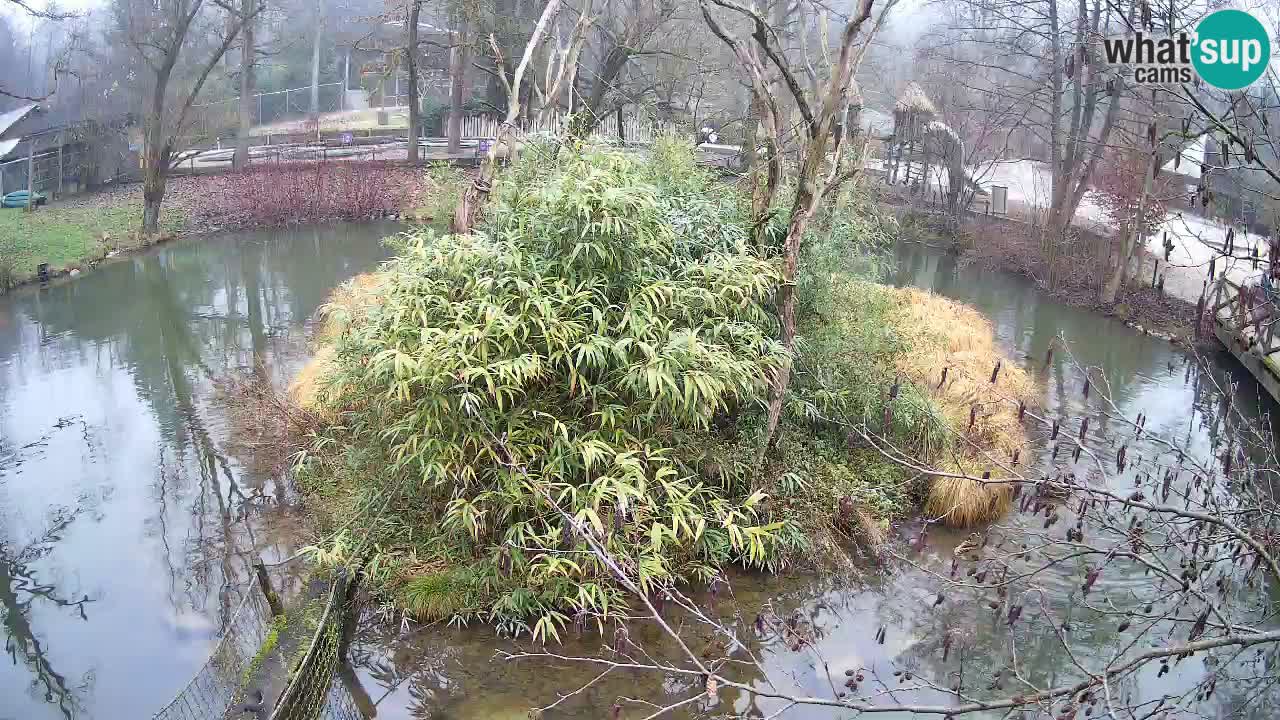 Gibbon à joues jaunes Zoo Ljubljana live cam