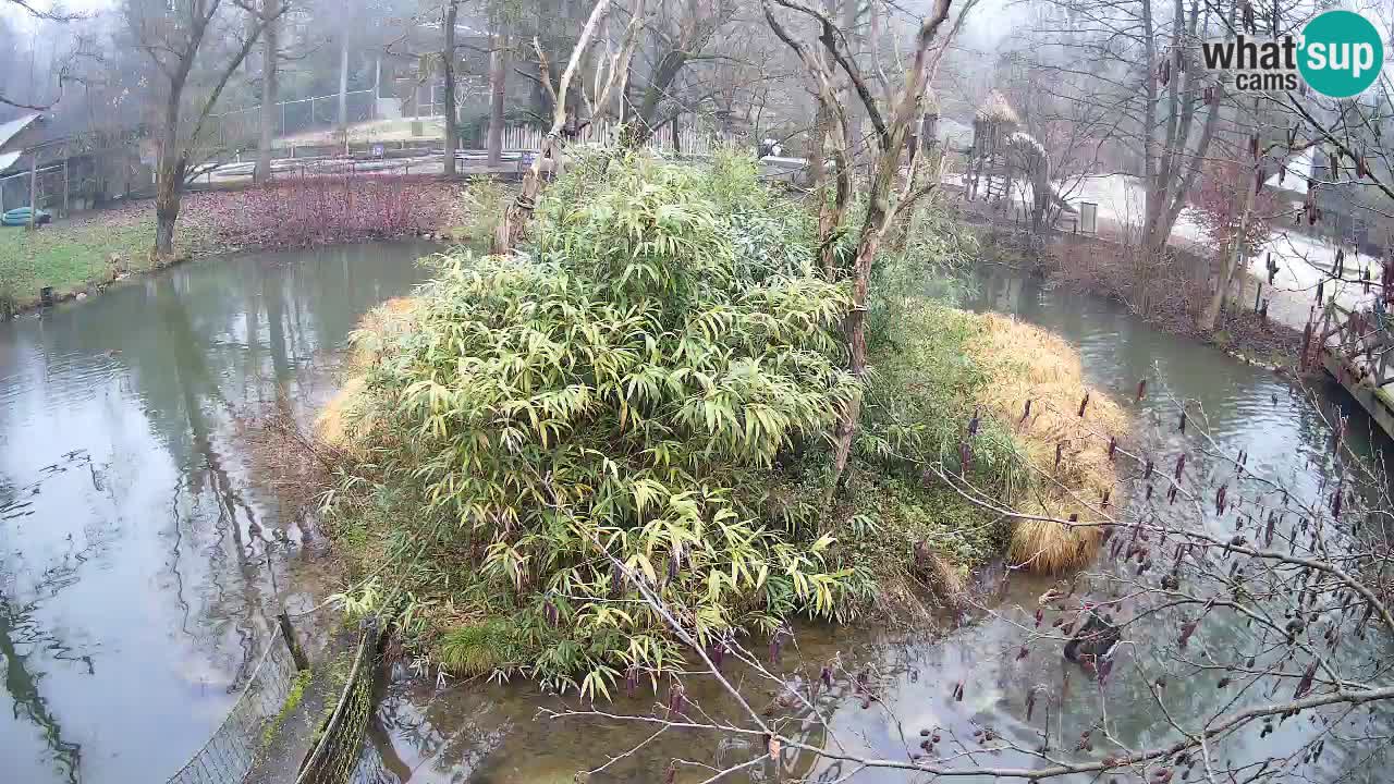 Gibbone dalle guance rosa nello ZOO di Ljubljana