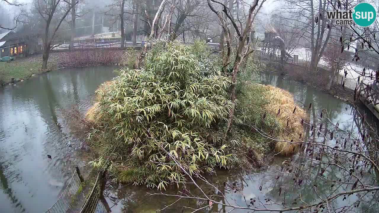 Südlicher Gelbwangen-Schopfgibbon Zoo Ljubljana webcam