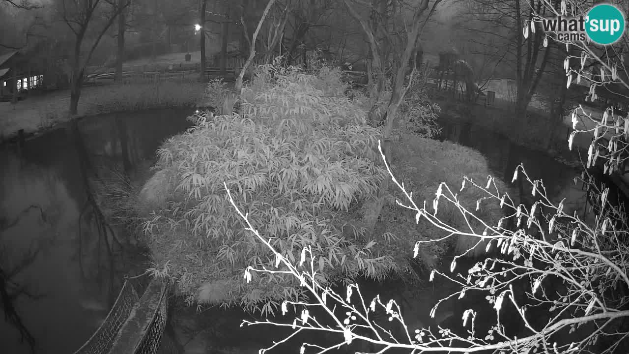 Südlicher Gelbwangen-Schopfgibbon Zoo Ljubljana webcam