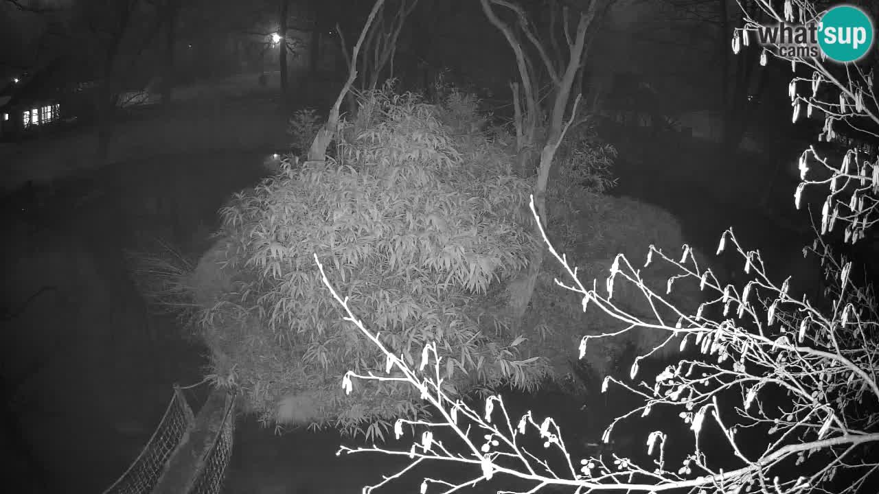 Gibbon à joues jaunes Zoo Ljubljana live cam