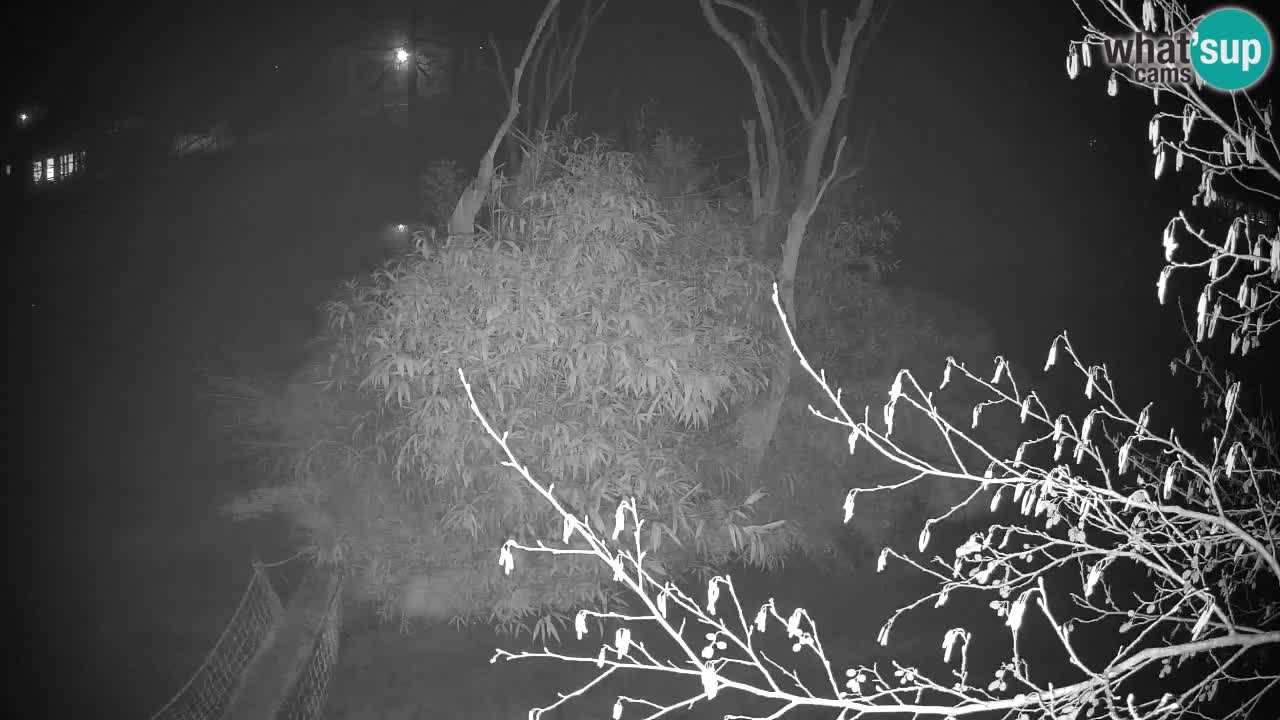 Gibbone dalle guance rosa nello ZOO di Ljubljana