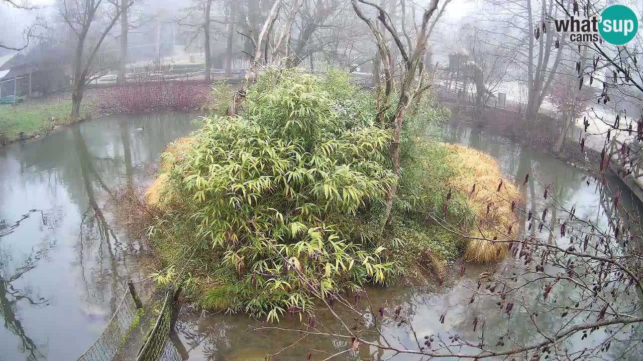 Zlatolični gibon živalski vrt Ljubljana