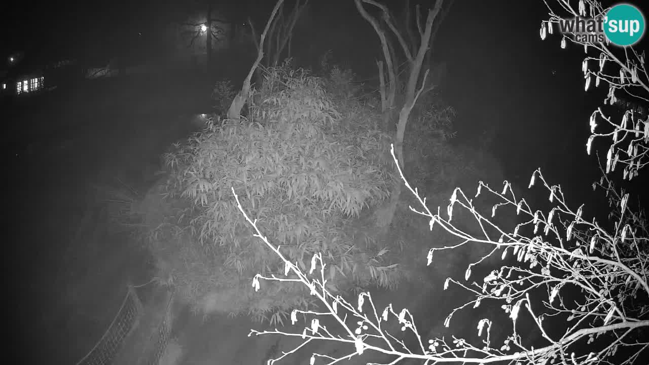 Gibon – Nomascus gabriellae – Zoo Ljubljana web kamera