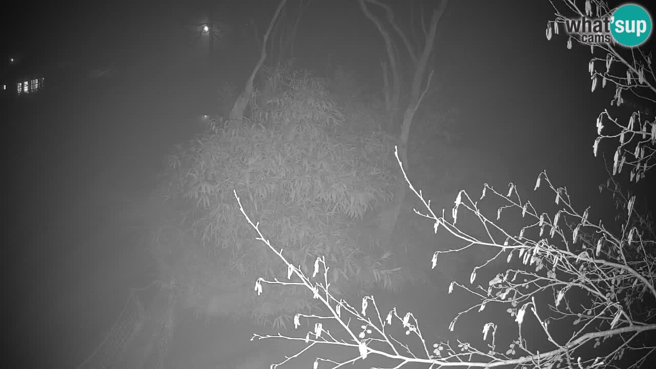 Gibón de mejillas beige Zoo Ljubljana