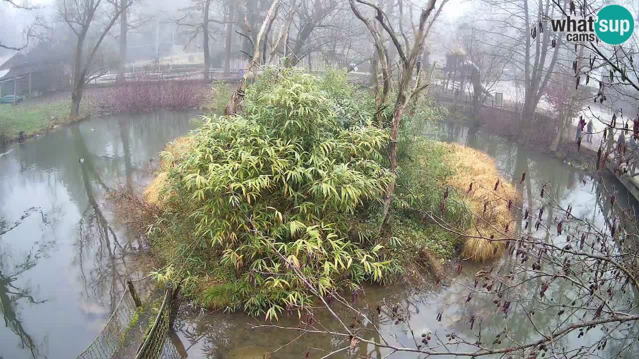 Südlicher Gelbwangen-Schopfgibbon Zoo Ljubljana webcam