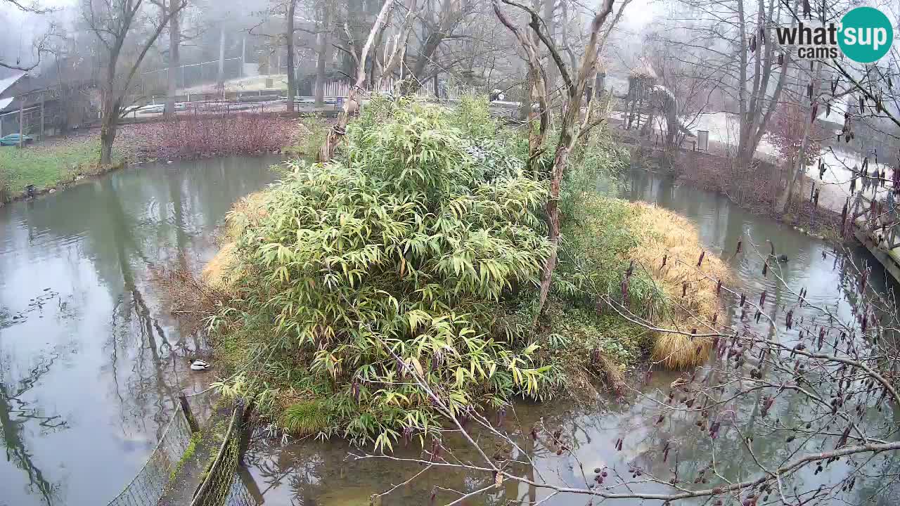 Zlatolični gibon živalski vrt Ljubljana