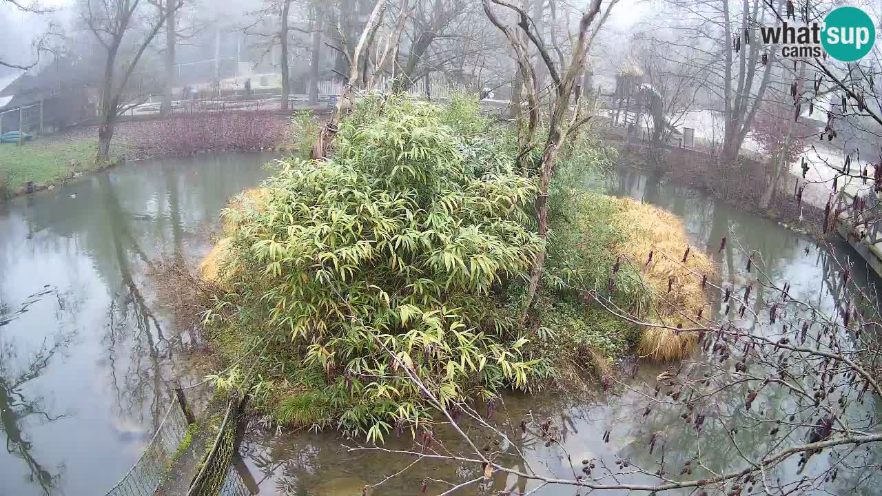 Yellow-cheeked gibbon Zoo Ljubljana livecam