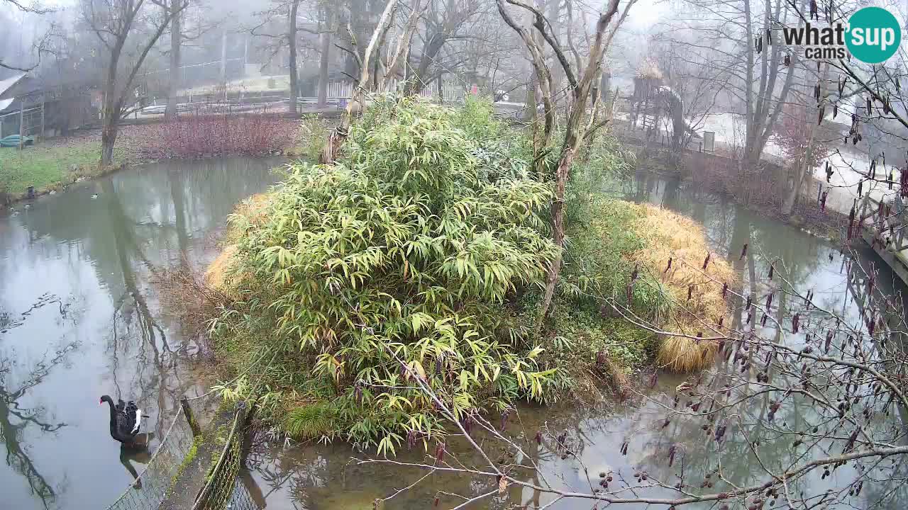 Südlicher Gelbwangen-Schopfgibbon Zoo Ljubljana webcam