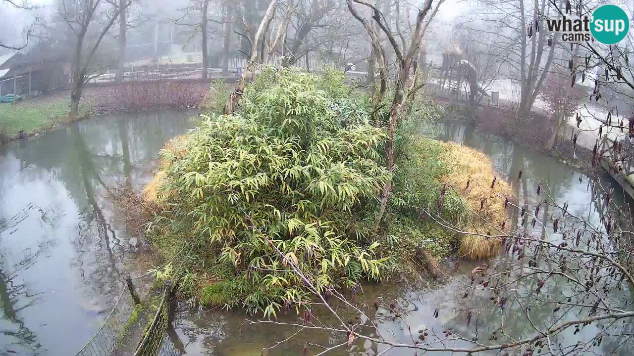 Gibon – Nomascus gabriellae – Zoo Ljubljana web kamera
