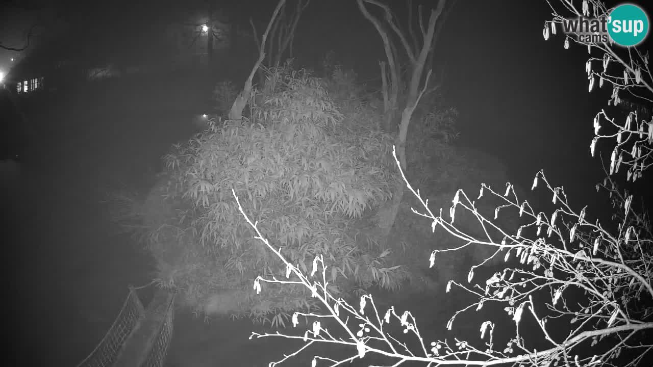 Yellow-cheeked gibbon Zoo Ljubljana livecam