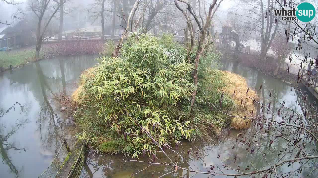 Südlicher Gelbwangen-Schopfgibbon Zoo Ljubljana webcam