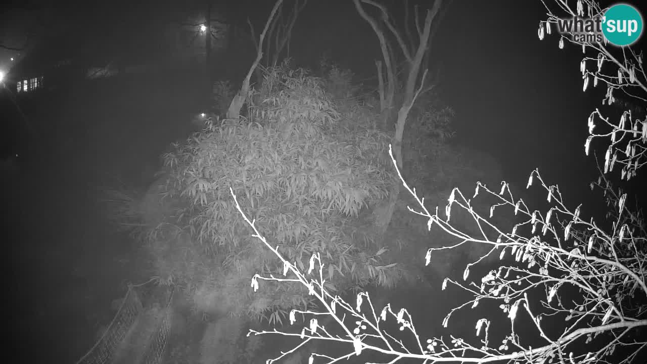 Gibbon à joues jaunes Zoo Ljubljana live cam