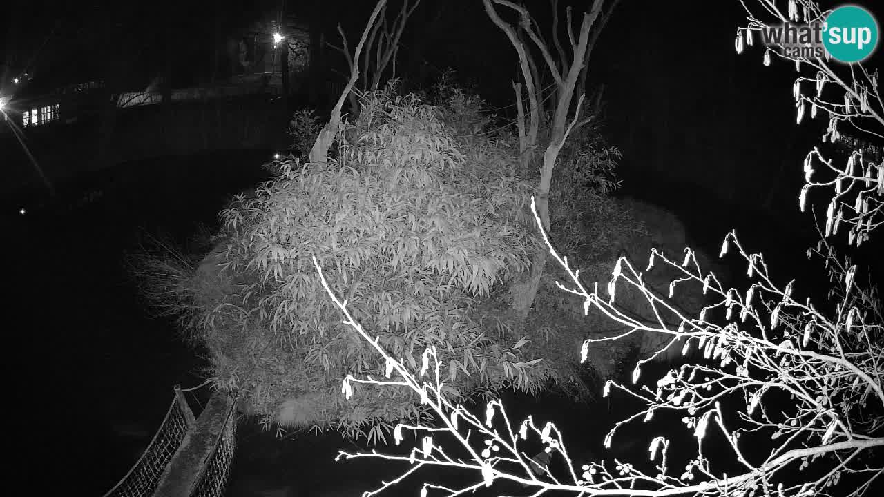 Yellow-cheeked gibbon Zoo Ljubljana livecam