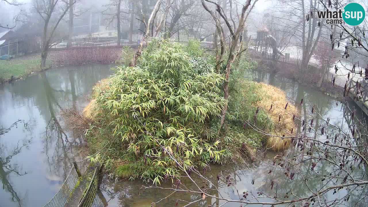 Yellow-cheeked gibbon Zoo Ljubljana livecam