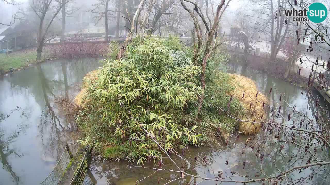 Gibbone dalle guance rosa nello ZOO di Ljubljana