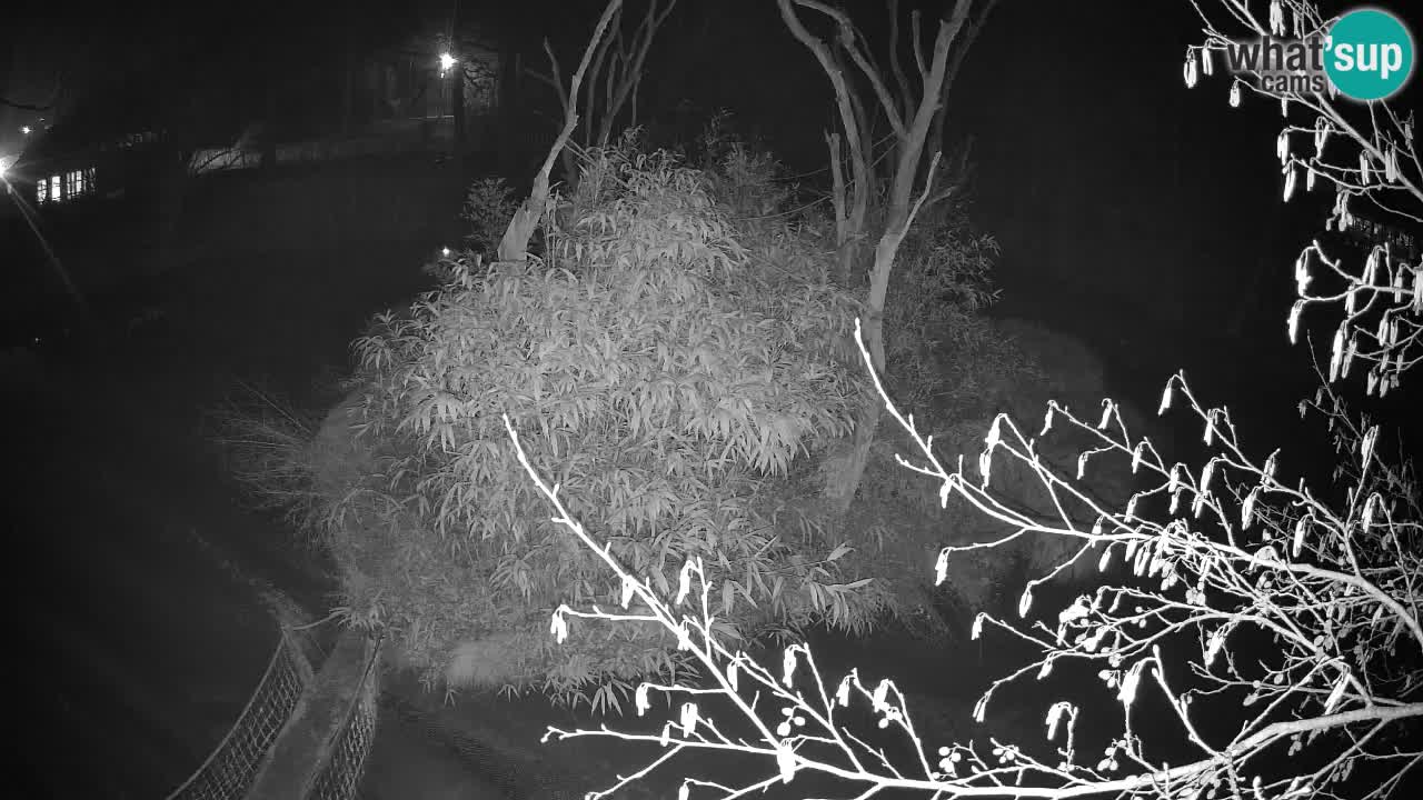 Yellow-cheeked gibbon Zoo Ljubljana livecam