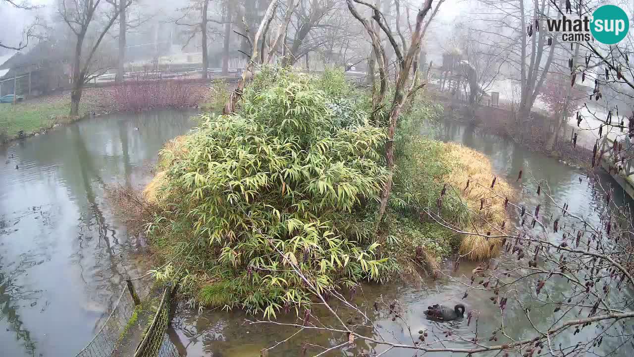 Südlicher Gelbwangen-Schopfgibbon Zoo Ljubljana webcam