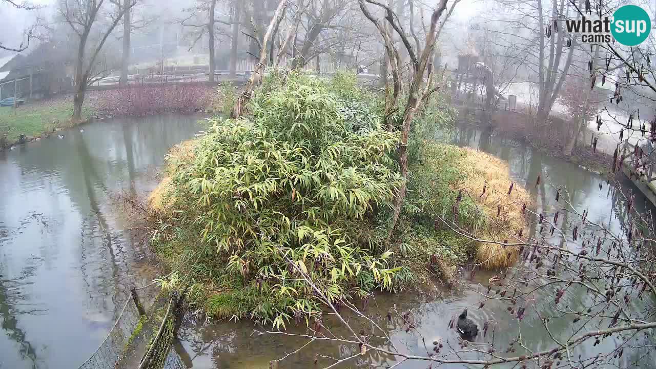 Gibon – Nomascus gabriellae – Zoo Ljubljana web kamera