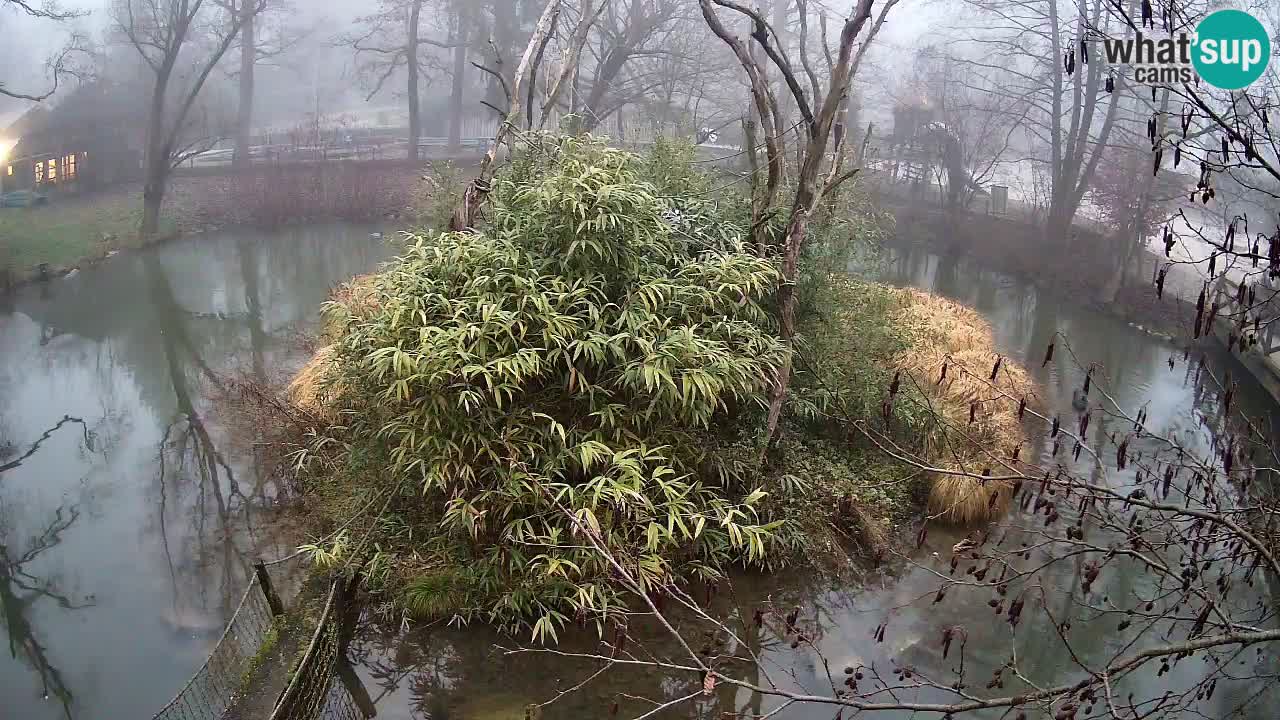 Gibbon à joues jaunes Zoo Ljubljana live cam