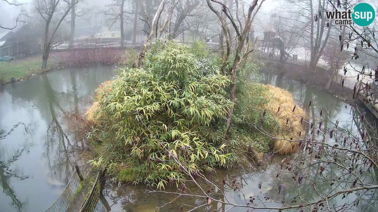 Gibbone dalle guance rosa nello ZOO di Ljubljana
