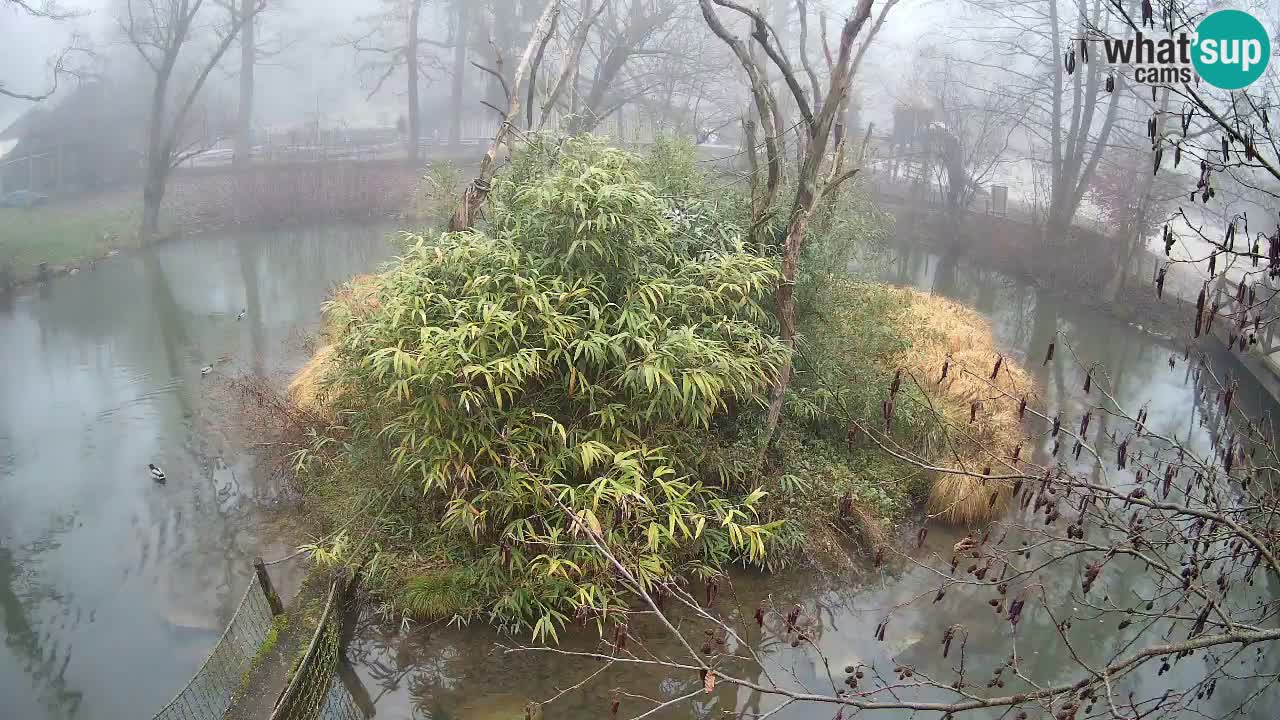 Zlatolični gibon živalski vrt Ljubljana