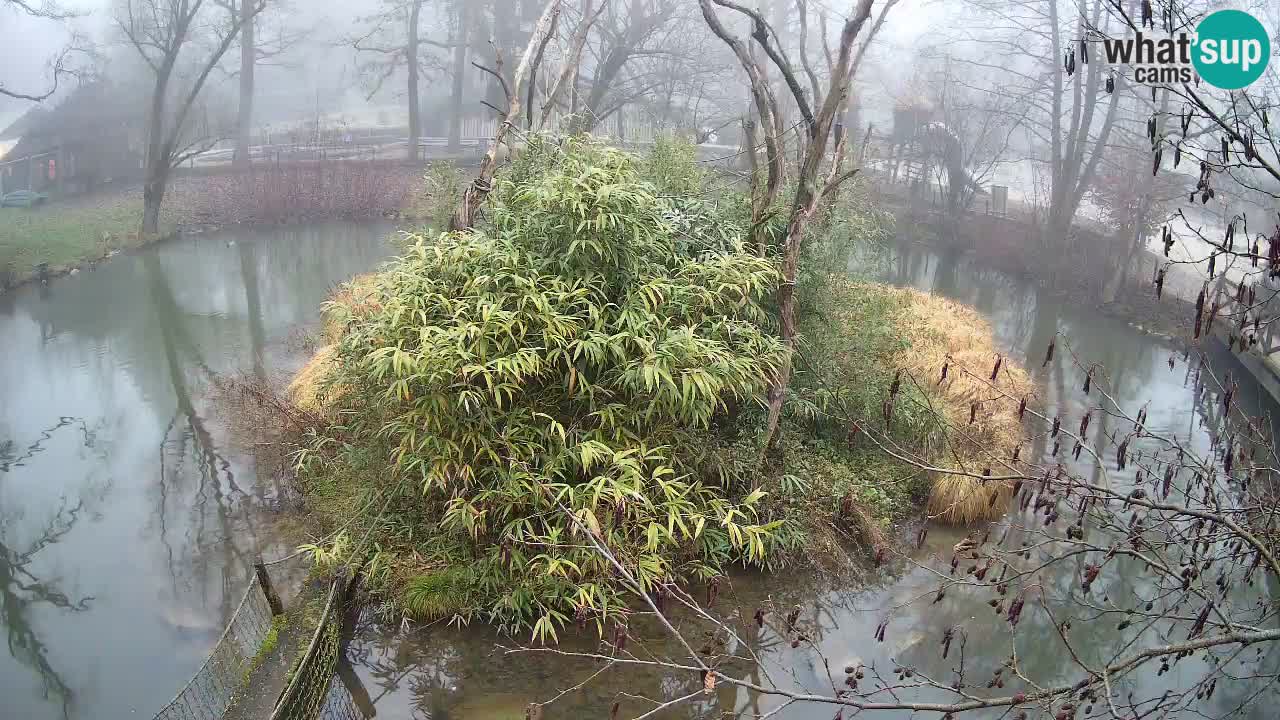 Yellow-cheeked gibbon Zoo Ljubljana livecam