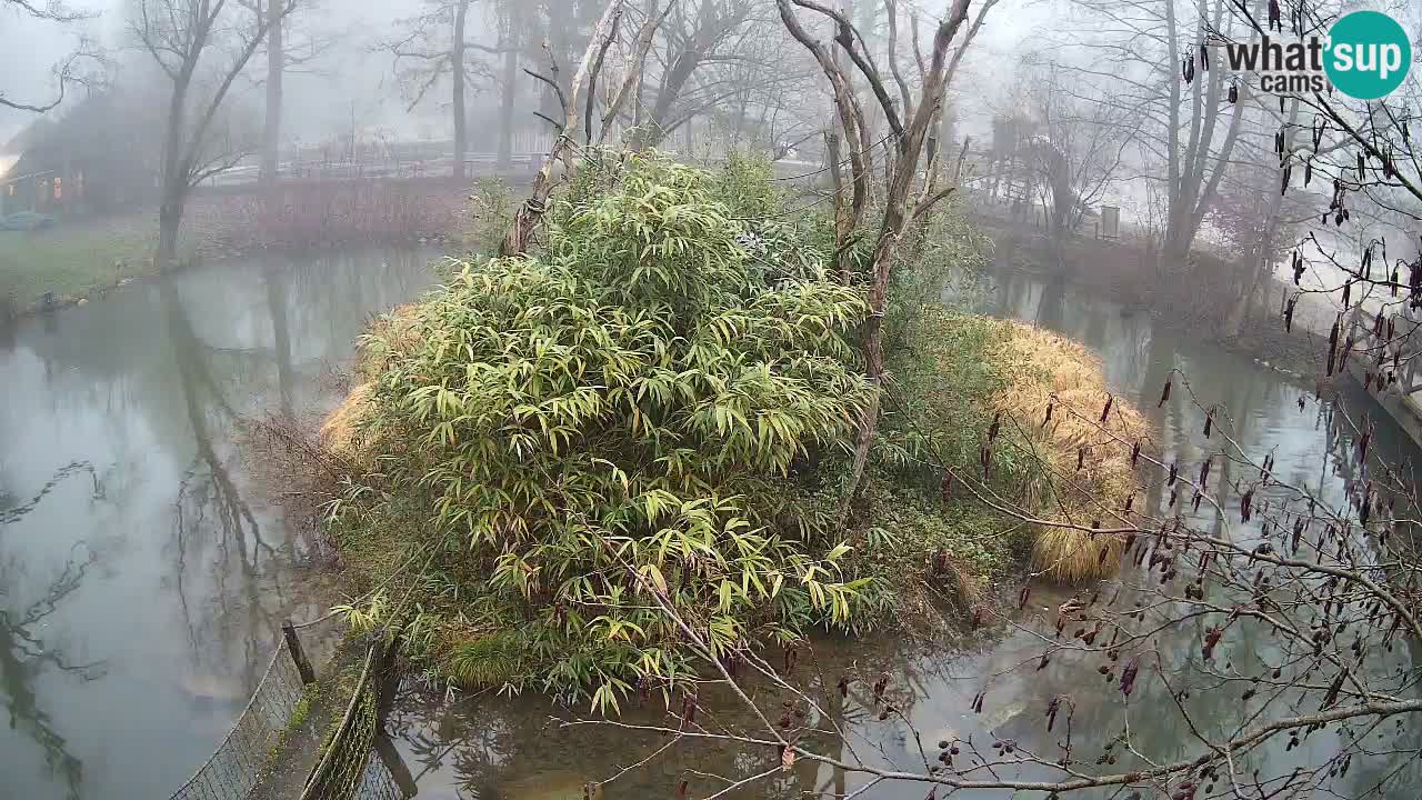 Gibbon à joues jaunes Zoo Ljubljana live cam