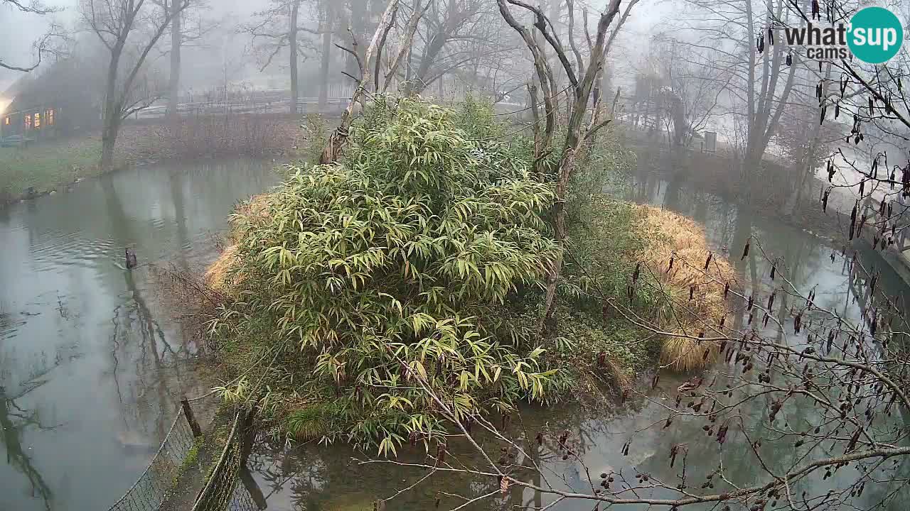 Yellow-cheeked gibbon Zoo Ljubljana livecam