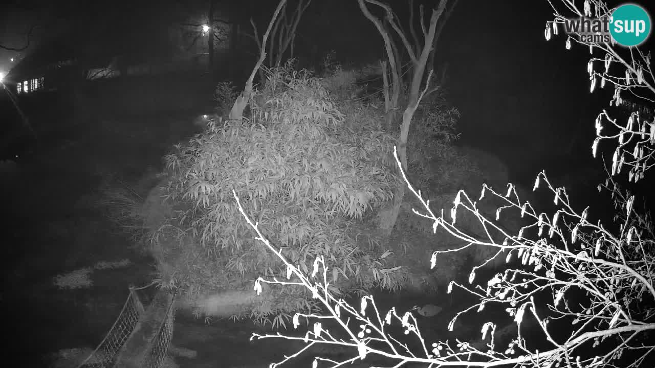 Gibbon à joues jaunes Zoo Ljubljana live cam