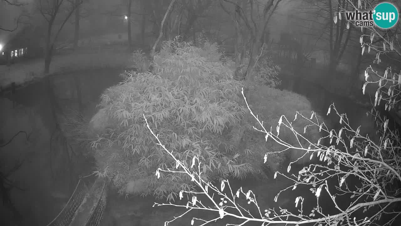 Gibbon à joues jaunes Zoo Ljubljana live cam