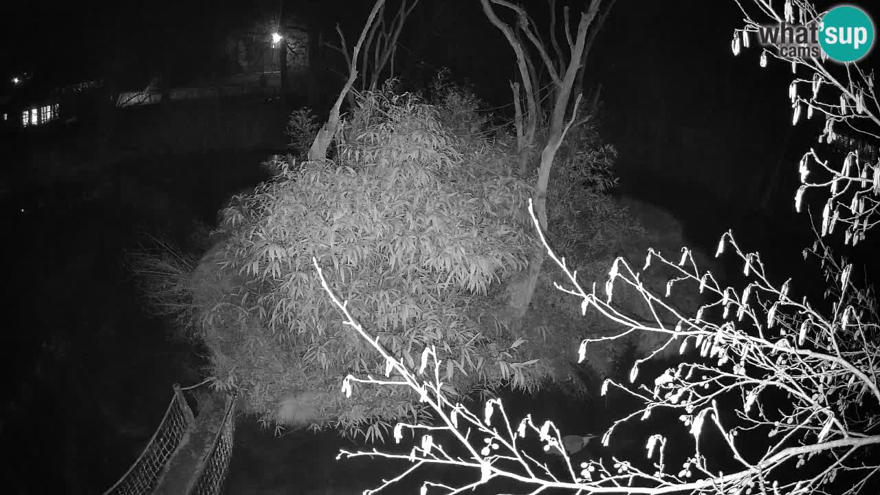 Yellow-cheeked gibbon Zoo Ljubljana livecam