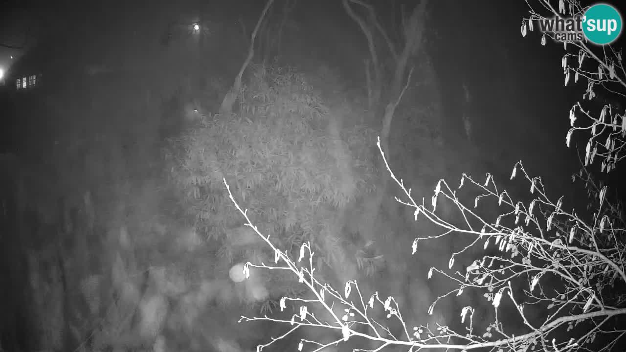 Gibbone dalle guance rosa nello ZOO di Ljubljana