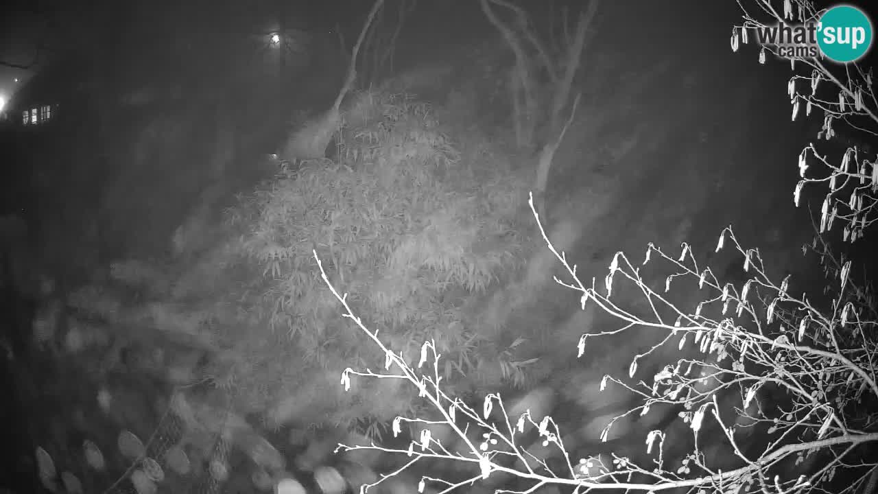 Gibbone dalle guance rosa nello ZOO di Ljubljana