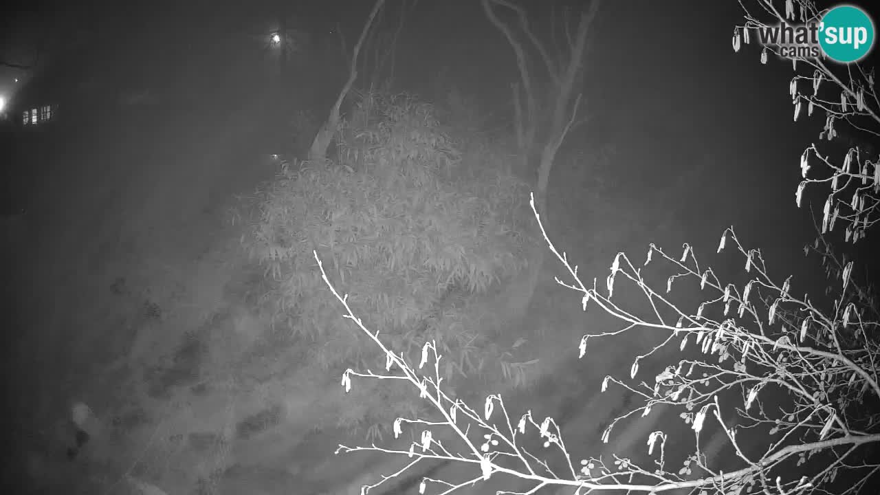 Gibbone dalle guance rosa nello ZOO di Ljubljana