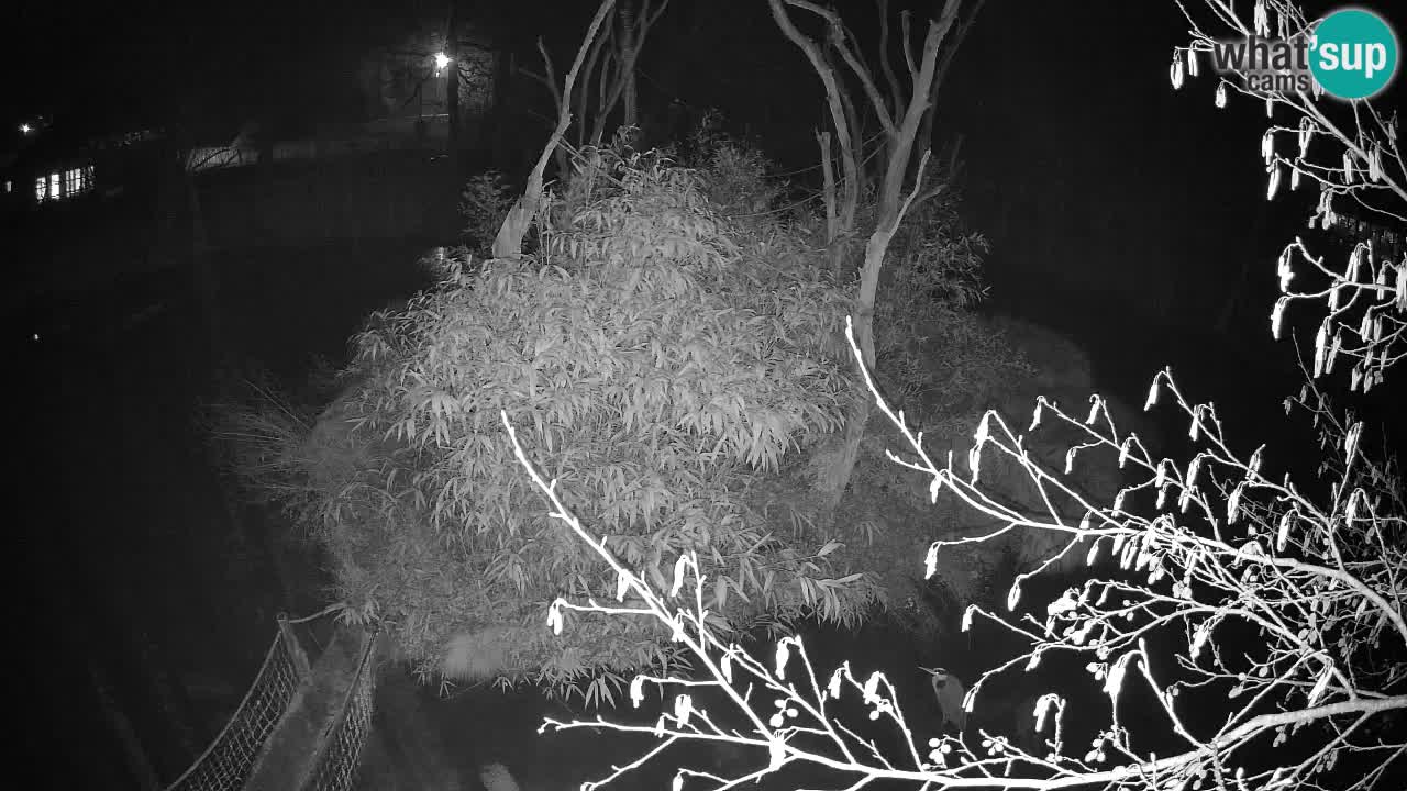 Südlicher Gelbwangen-Schopfgibbon Zoo Ljubljana webcam