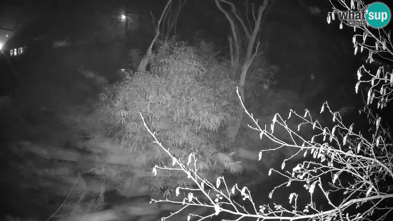 Zlatolični gibon živalski vrt Ljubljana