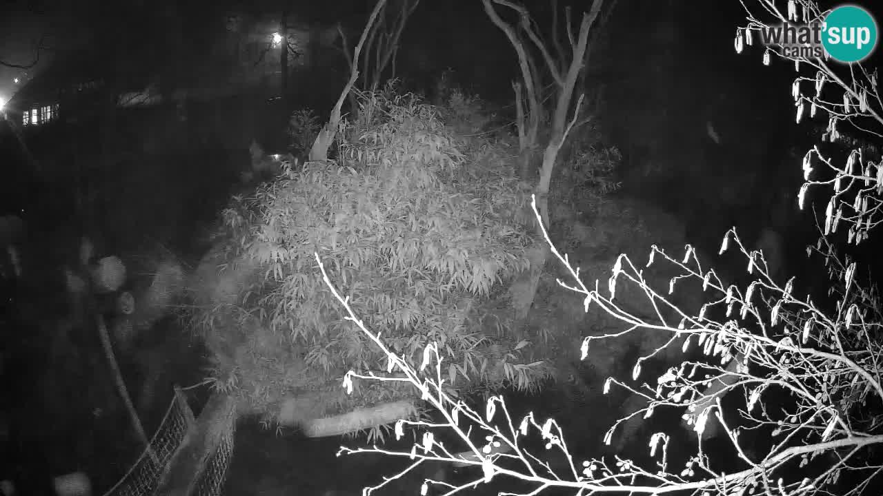 Gibbon à joues jaunes Zoo Ljubljana live cam