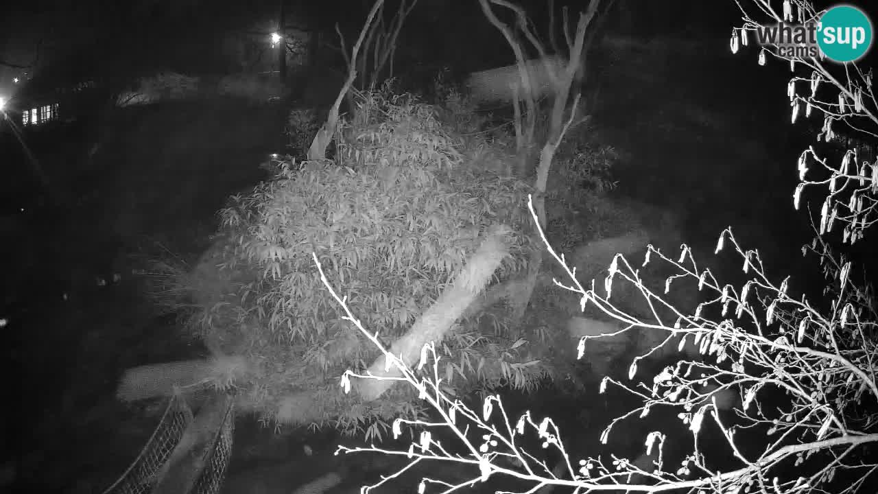 Gibón de mejillas beige Zoo Ljubljana