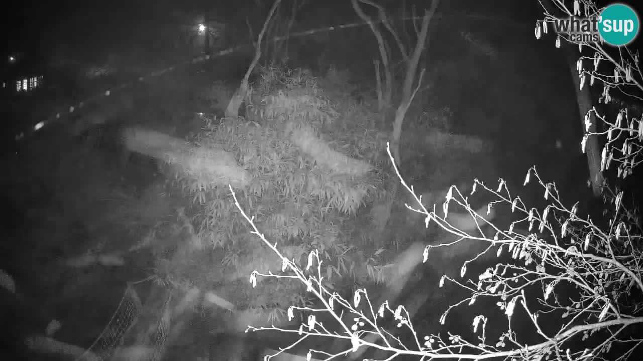 Gibbone dalle guance rosa nello ZOO di Ljubljana